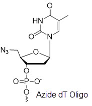 Bio-Synthesis Inc. Oligo Structure